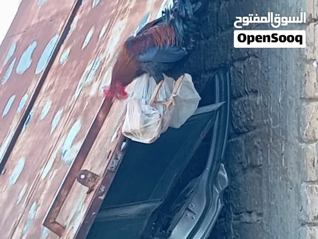 دجاج ربي يبارك