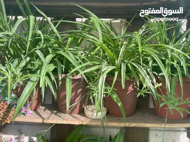 نباتات للبيع بداعي السفر نباتات ممتازة وبعناية يومية