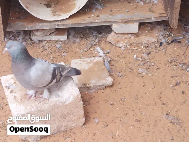 أنثى تاكلا
