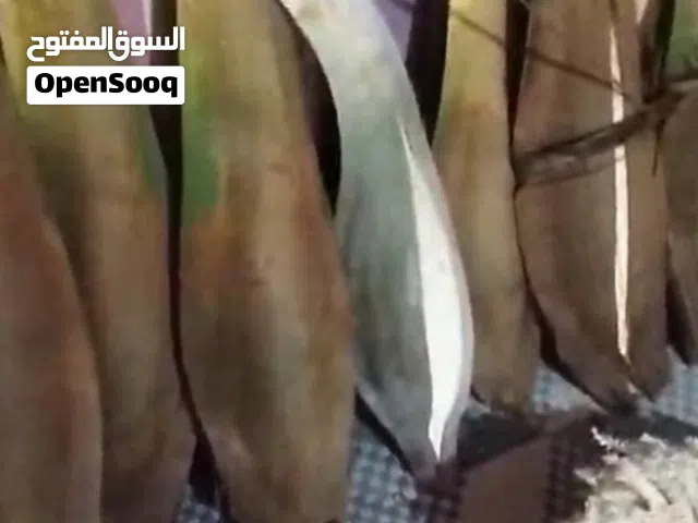 ذكار نخل للبيع .