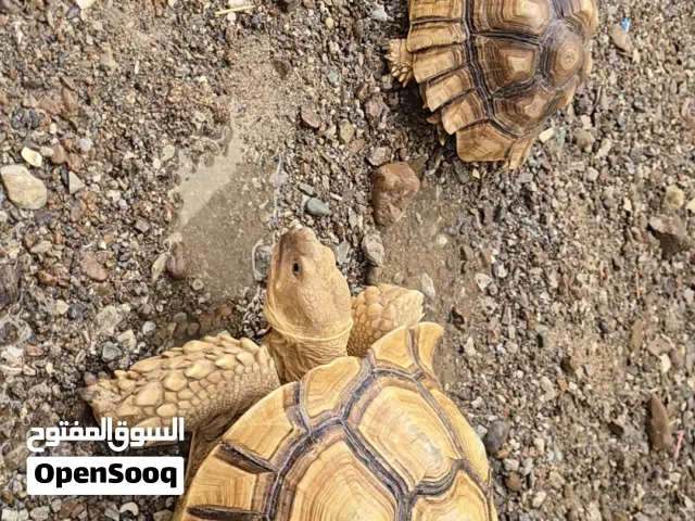 زوج سلاحف السلكاتا