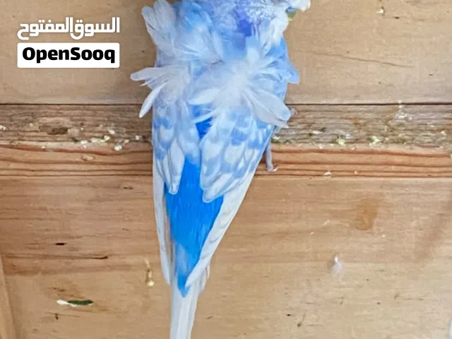 8 ازواج طيور حب هاجرمو وعاديات