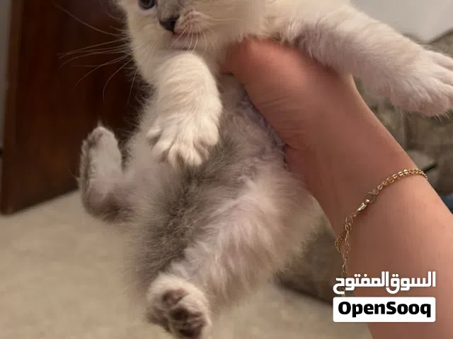 قط ذكر للبيع