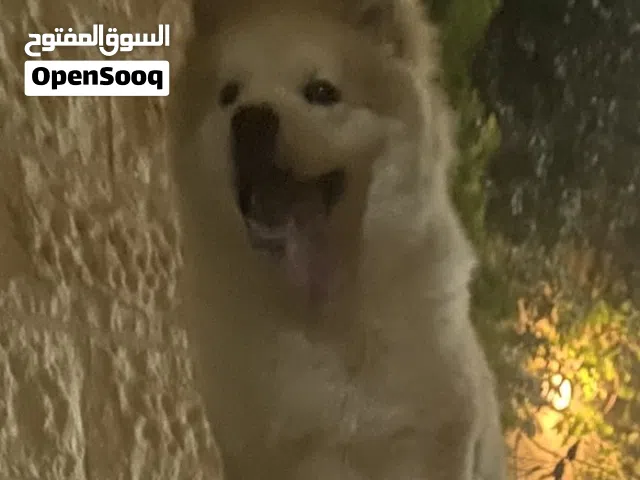 مطلوب تشو تشو او هيكي أنثى للزواج