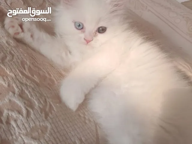 بزونة شيرازي للبيع