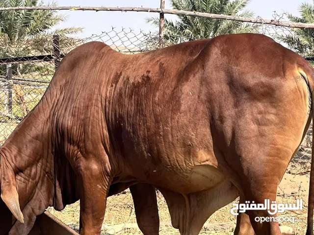 لحم ثيران مطعومة