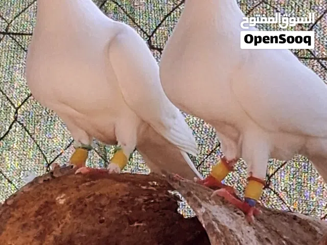 ازواج حمام زينة فاخرة عينك ميزانك  وحجول حمام زينة