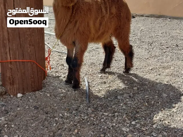 حملة سودانيه بيور ماشالله