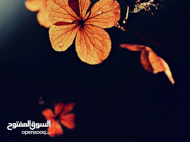 شقة للايجار