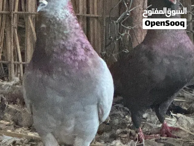 حمام مدينه