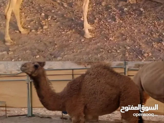 ناقه مع بنتها