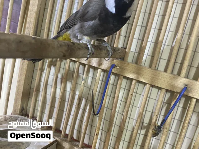 بلبل أليف ربه