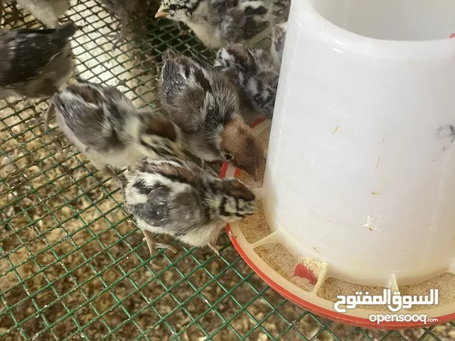 صيصان فيومى وصيصان محلى