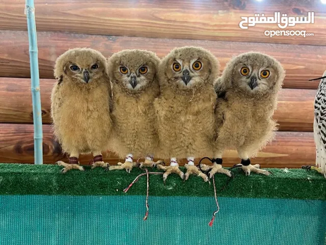 Baby owl فروخ البوم