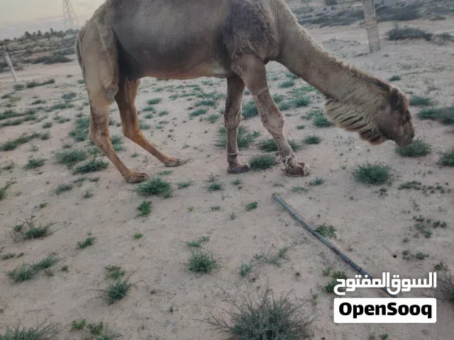 جمل وطني للبيع