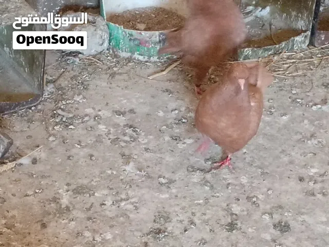 موجود جوزين كنك احمر ألماني   شغالات منتجات  مخليفهن عندي تعال  شوف بعينك