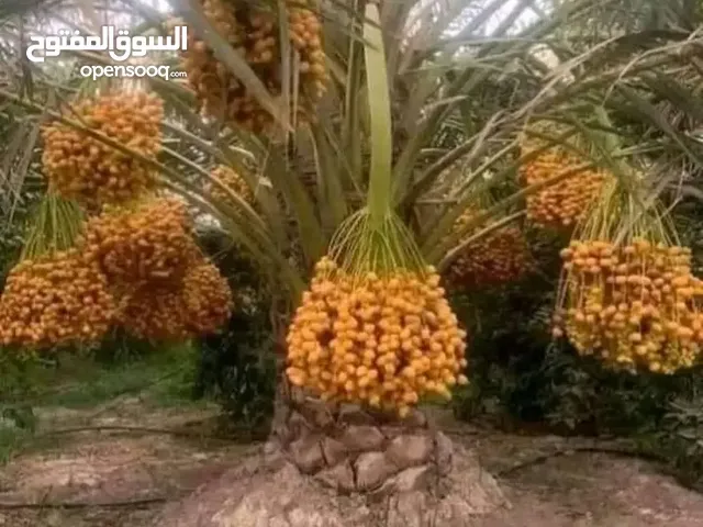 نخيل بجميع أنواعه توصيل داخل المملكه وخارجها