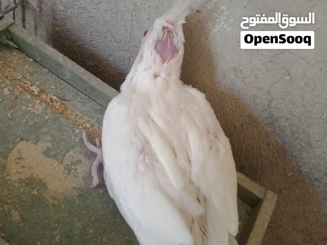 فراخ زق يدوي
