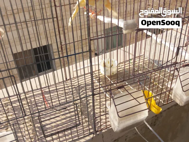 مخاليف كنار بناديق ومفتلات