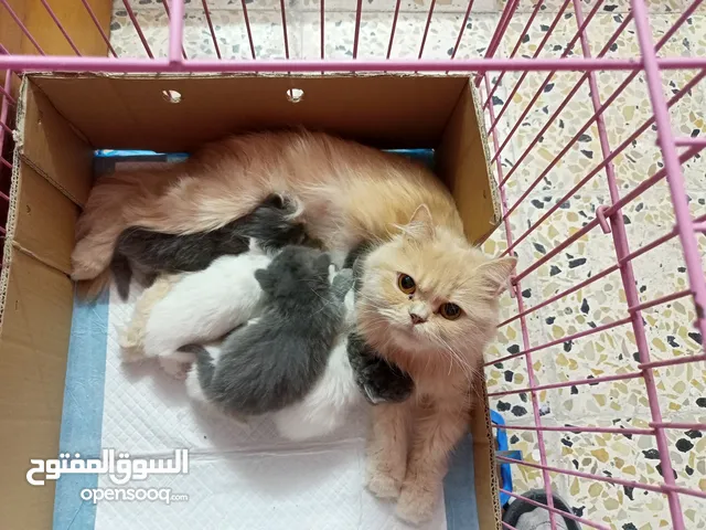 قطة بيرشن مع اطفالها