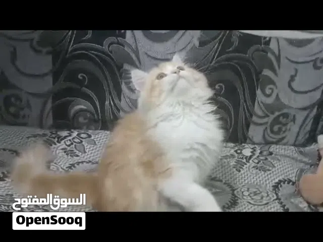 حيوانات للبي..