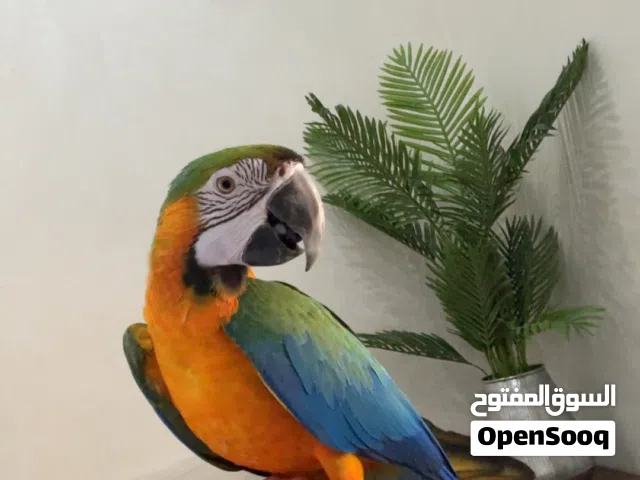 مكاو كاتلينا