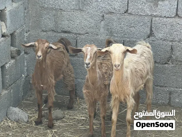 ثلاث صخلات للبيع .. اقرأ الوصف .. الموقع في ولاية شناص .. التواصل على الواتساب فقط بدون اتصال