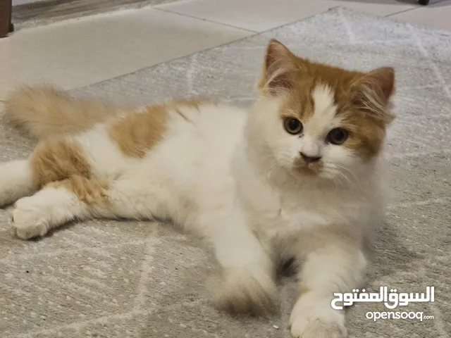 تبني مجانا قطة شيرازي العمر 3 اشهر