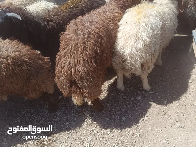 أضاحي أضاحي **خاروف بلدي نخب **