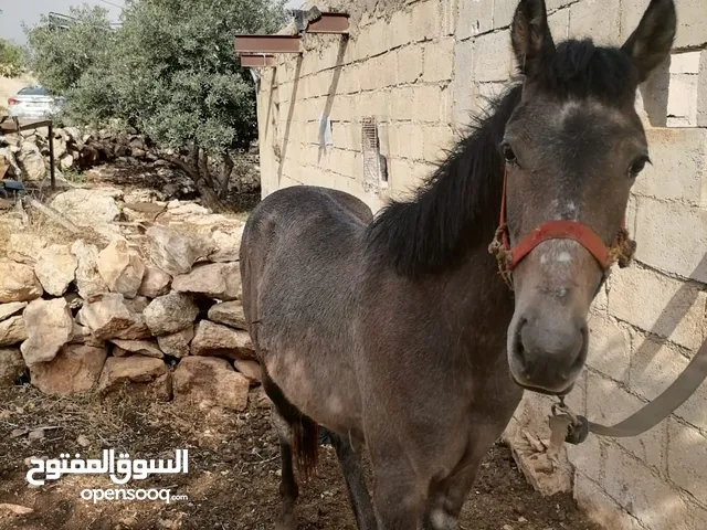 موجود مهر للبيع اقرا الوصف