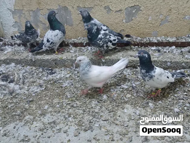 حمام باكستاني طيران و إنتاج