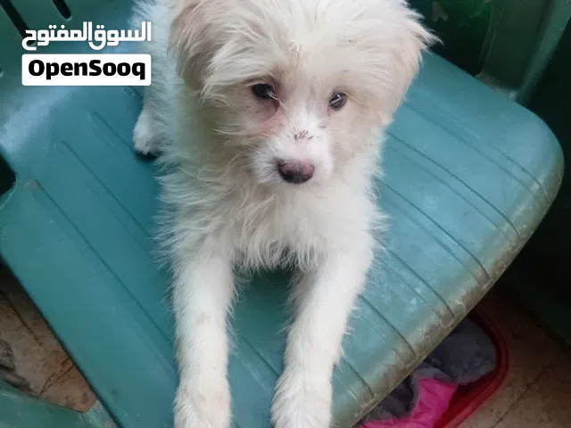 كلاب جريفون سن 4شهور سلاله بيور من اب وام  نفس السلاله شقاوه وجمال