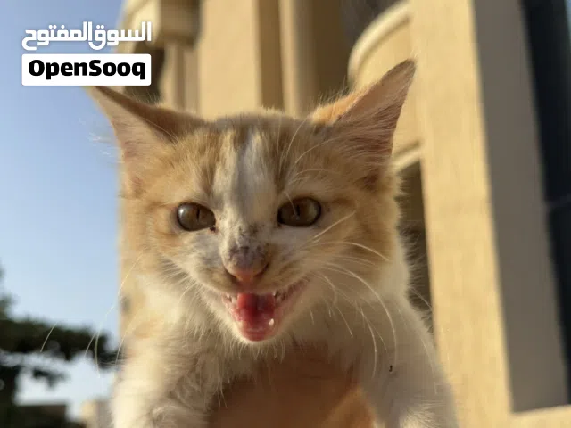 قطة أثنى صغيرة تحب اللعب للتبنى