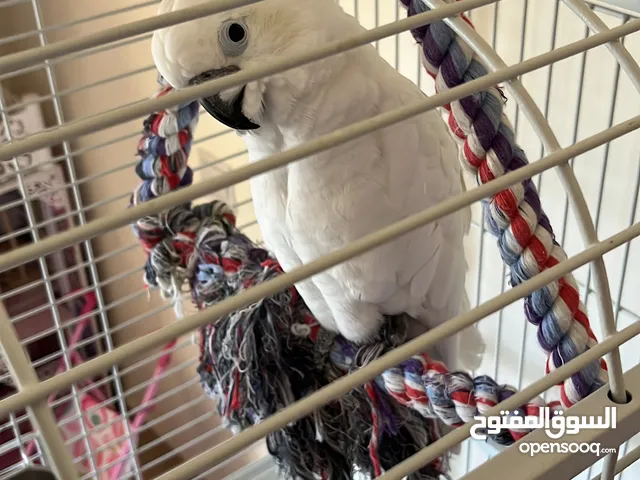 Silver crest Cockatoo