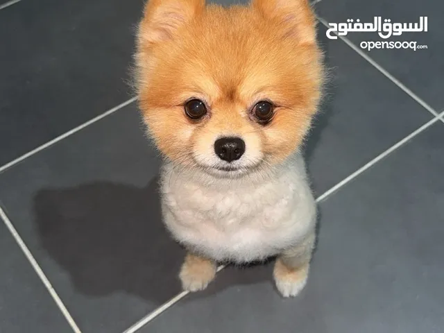 كلب بوميريانيان