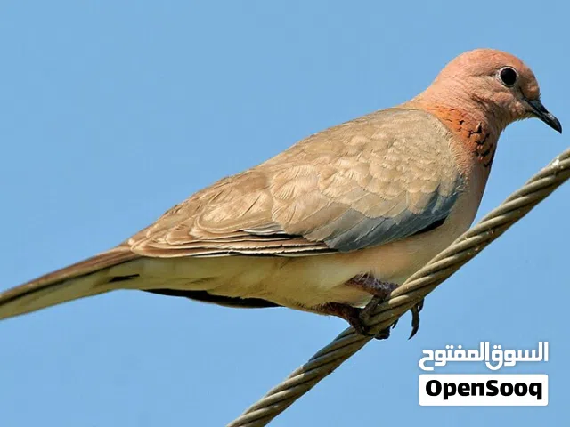 للبيع  حمام بري عماني محلي