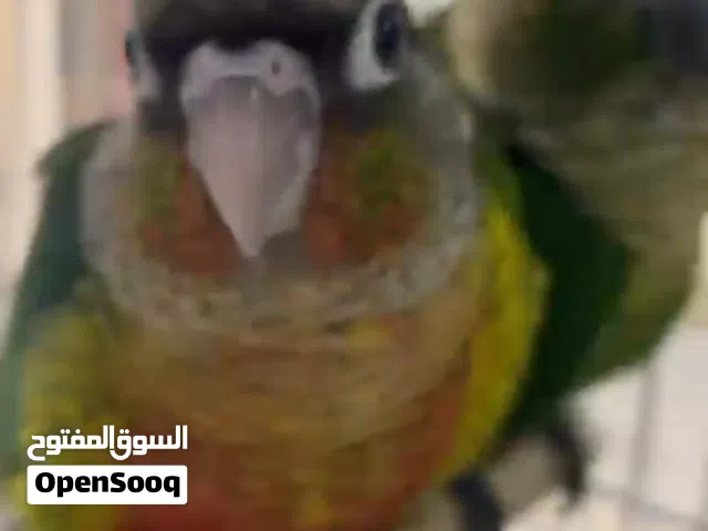 , 2 كنيور الوصف مهم !