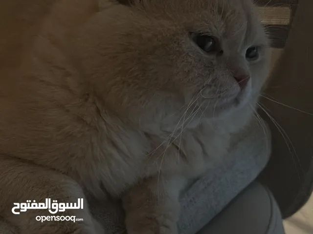 Pure Scotich Fold Male,1 year 2 month. Name Simba, very loving cat.
