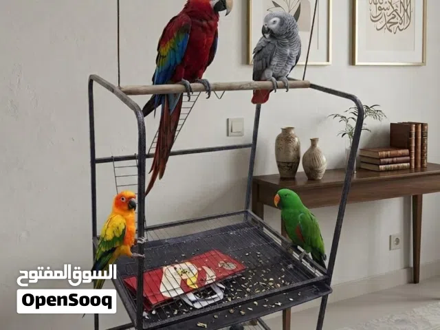 big size bird play stand