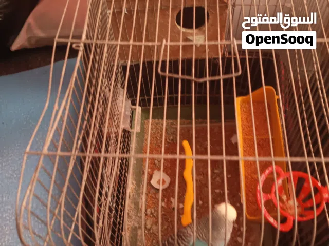 عصافير حب مع فراخهم