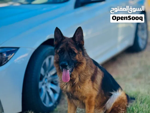 ذكر جيرمن العمر سنتان