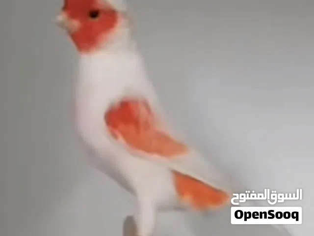 كناري موزاييك احمر الماني سوبر