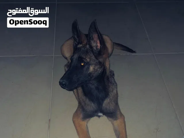انتثى مالينوا عمرها 4شهور و نص عندها اوامر الفيديو ابعتلي خاص يوصلك اقرا الوصف