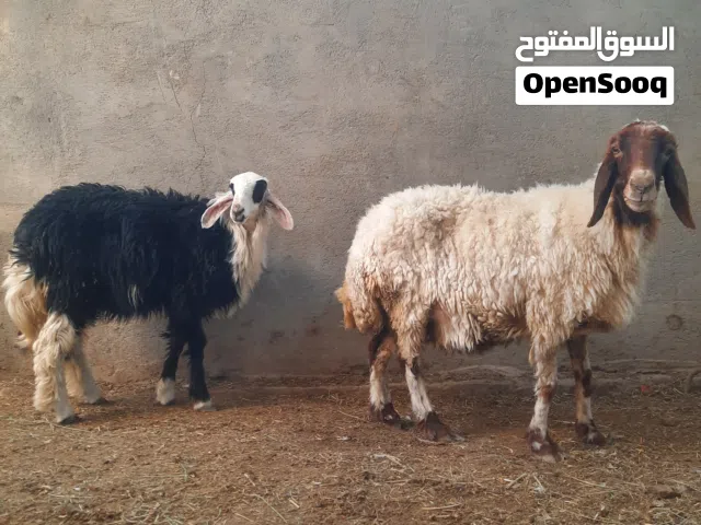 متواجد اتصال واتساب فقط اقره الوصف