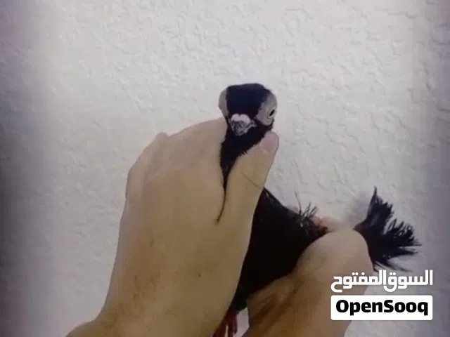 فحل فنر الماني للبيع