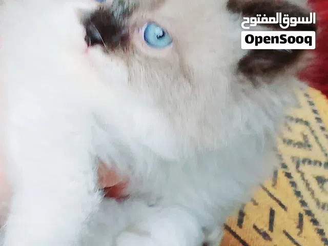 كيتنز راغدول بيور  50 يوم مدربين