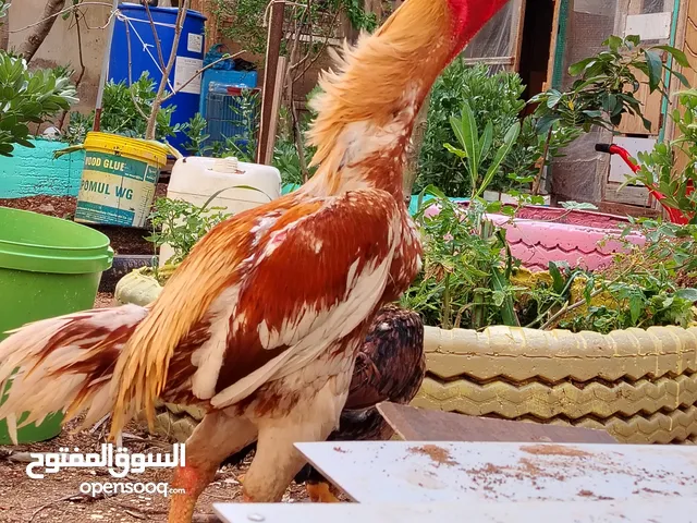 باكستاني، براهما، امهات لاحم فرخات عمر 3 شهور صوص باكستاني حر ديوك باكستاني خط أول و فرخات شغالة