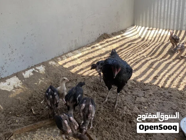 دجاجة باكستانية مع ولادها العدد 10