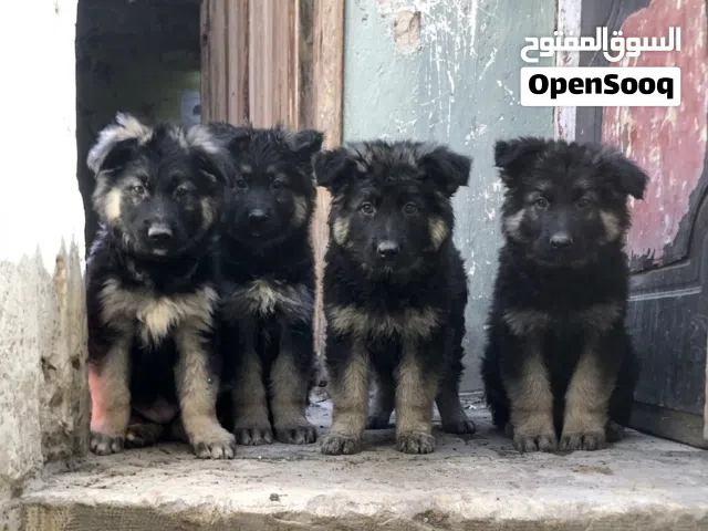 جراوي جيرمن شيبرد