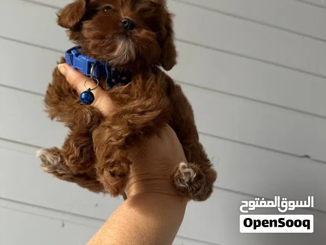 Cavapoo F1 Mini